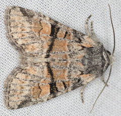 Brachylomia discolor