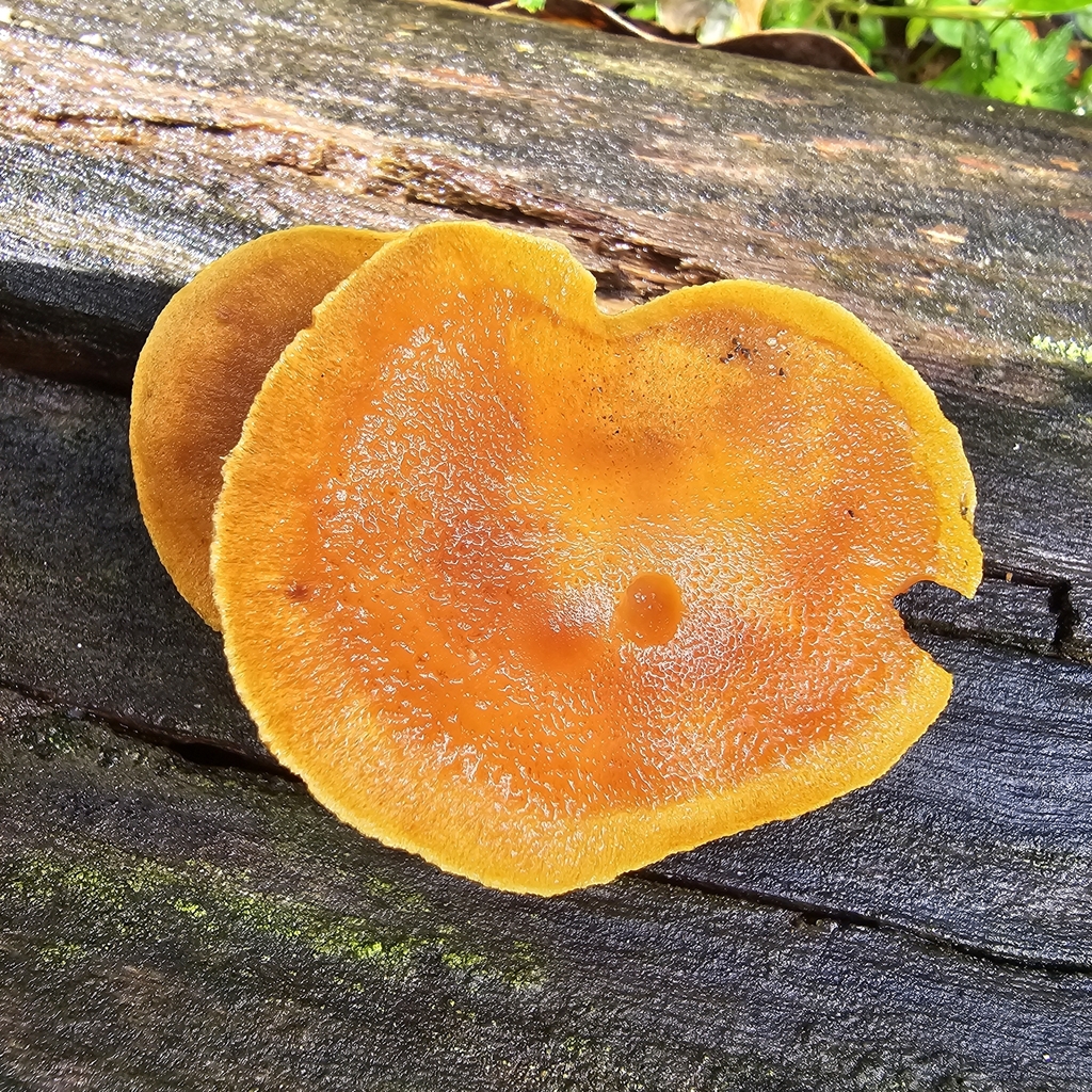 Gymnopilus ferruginosus