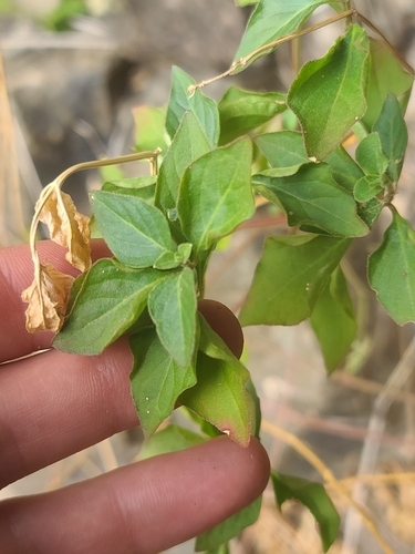 Image of Iresine heterophylla by no rights reserved
