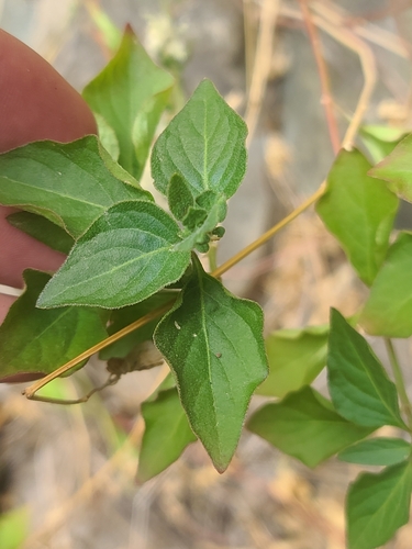 Image of Iresine heterophylla by no rights reserved
