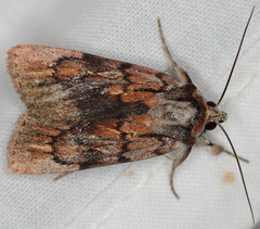 Setagrotis pallidicollis