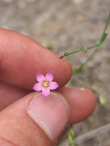 Santa Catalina Mountain Centaury (Zeltnera nudicaulis)