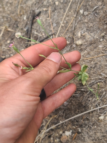 Image of Zeltnera nudicaulis by no rights reserved