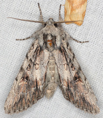Andropolia diversilineata