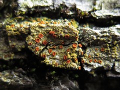 Gyalolechia xanthostigmoidea