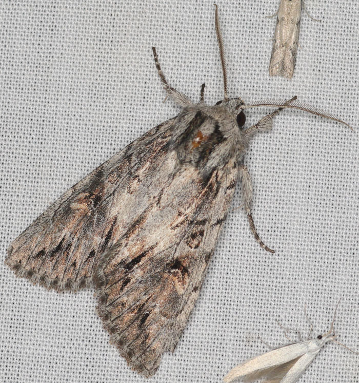 Andropolia diversilineata