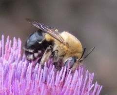 Anthophora montana