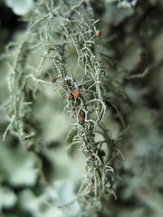 Biatoropsis usnearum