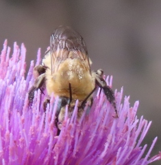 Anthophora montana