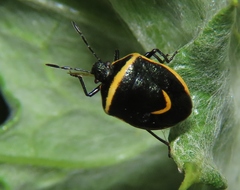 Cosmopepla decorata