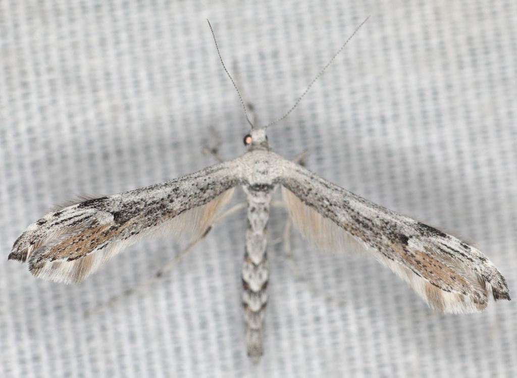 Wormwood Plume Moth