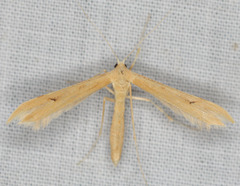 Oidaematophorus occidentalis