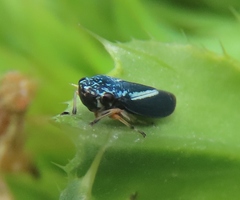 Graphocephala lugubris