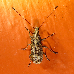 Meconemus infuscatus