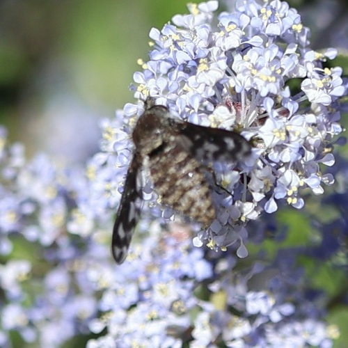 Cone-snout Bee Fly photo 2