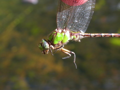Ophiogomphus rupinsulensis