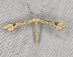Paraplatyptilia fragilis