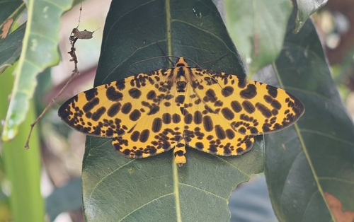 Obeidia tigrata