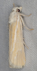Pelochrista caniceps