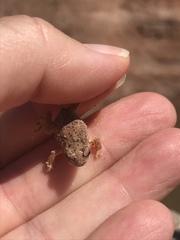 Anaxyrus microscaphus