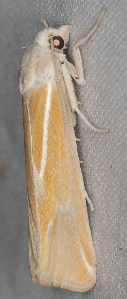 Pelochrista caniceps