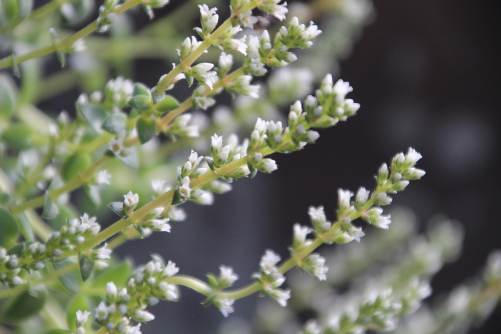 Crassula stylesii 2
