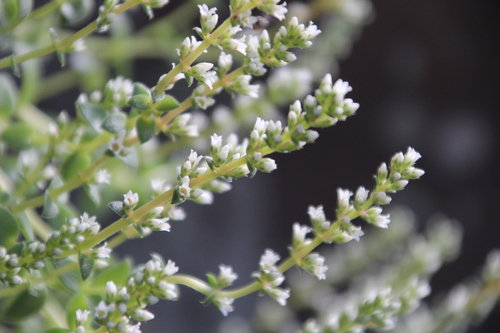 Crassula stylesii
