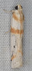 Acroncosa albiflavella