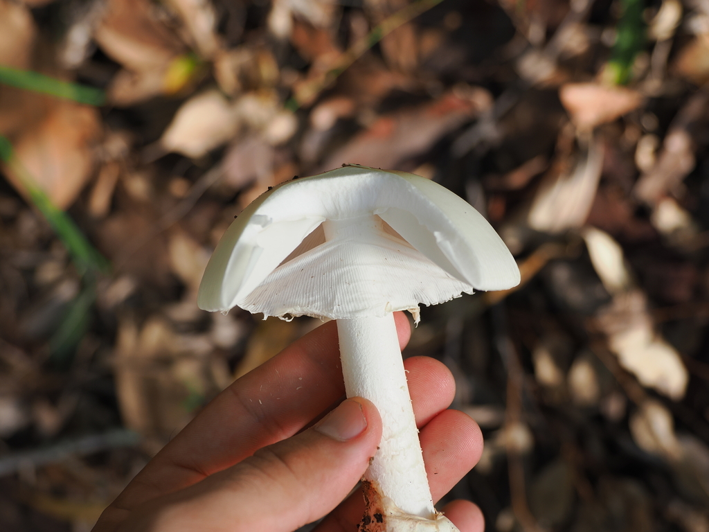 Amanita egregia · April 2025 · photo: © lucaschristo (iNaturalist, cc-by)