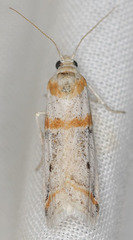 Acroncosa albiflavella