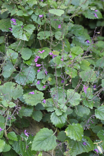 Dutch-Pipe Spurflower (Equilabium petiolare)