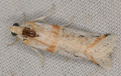 Acroncosa albiflavella