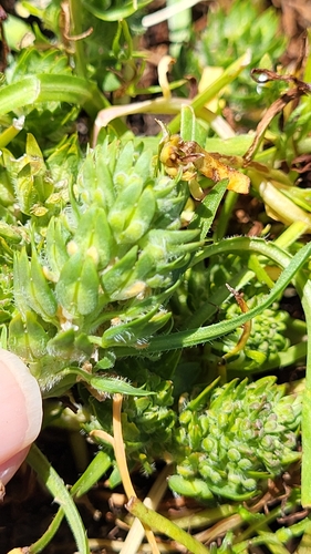 Image of Lepidium latipes by (c) D Defreese, some rights reserved (CC BY)