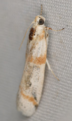 Acroncosa albiflavella