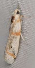 Acroncosa albiflavella