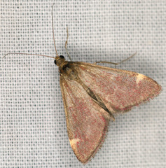 Pyrausta grotei
