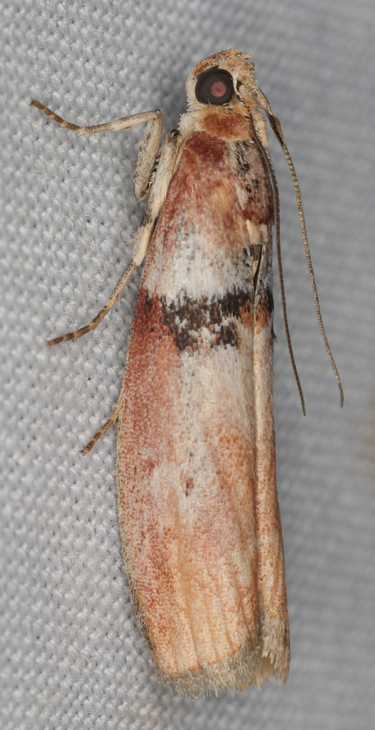 leadplant webworm