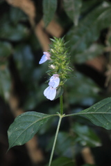 Justicia petiolaris, photograph author not stated, no rights reserved