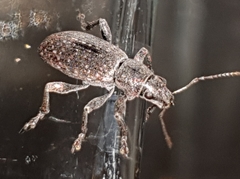 Brachyderes incanus