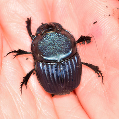 Phanaeus blackalleri