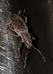 Brachyderes incanus