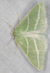 Synchlora bistriaria