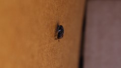 Dermestes