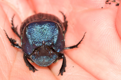 Phanaeus blackalleri