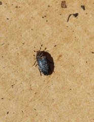 Dermestes
