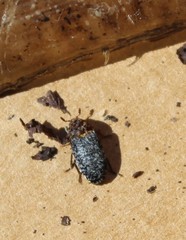 Dermestes