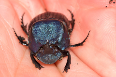 Phanaeus blackalleri