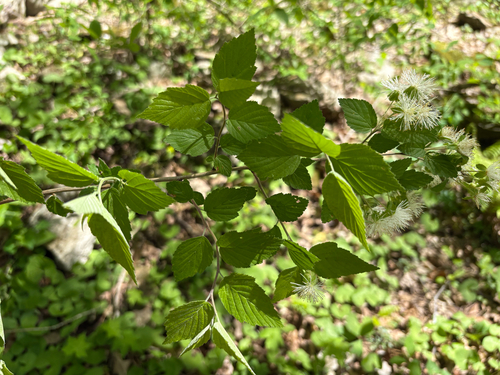 Alabama Snow-wreath (Neviusia alabamensis)
