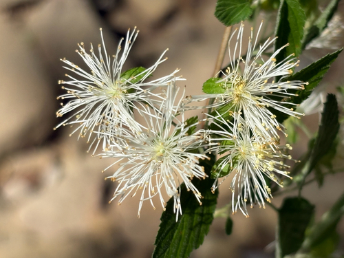 Neviusia alabamensis, photograph 2
