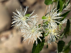 (c) Brian Finzel, some rights reserved (CC BY-SA) Neviusia alabamensis, photograph (c) Brian Finzel, some rights reserved (CC BY-SA)